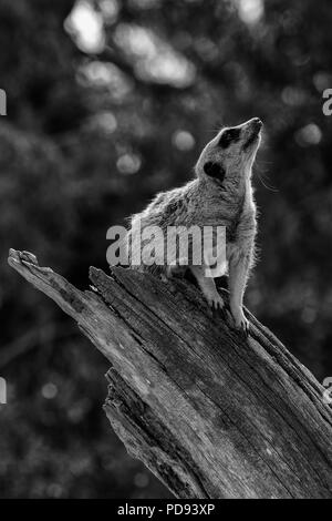 Meerkat della Guardia Foto Stock