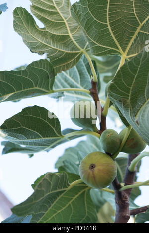 Green fichi sul fico maturazione ( Ficus carica ) frutto meglio conosciuto come il comune fig, Saronida, Est Attica, Grecia, l'Europa. Foto Stock