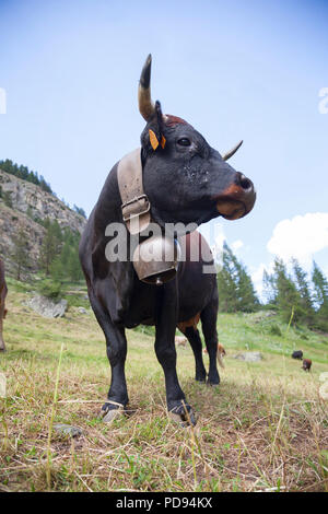 Mucca nera e cielo blu in italiano prato di montagna del Parco nazionale Gran Paradiso Foto Stock