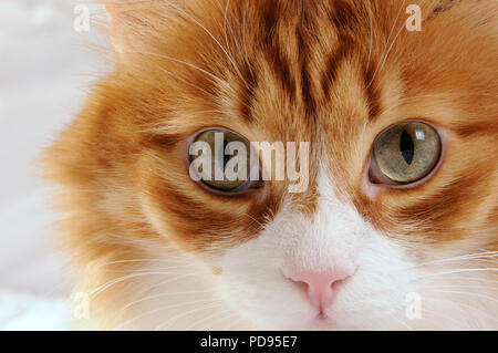 Il muso di un soffice red-headed cat close-up Foto Stock