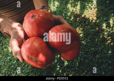 Il sambuco donna mani pomodori organico prelevato dal suo giardino di casa. Foto Stock