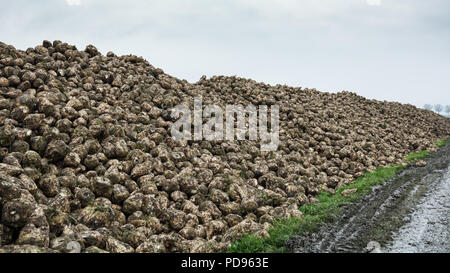 Pile di barbabietole da zucchero lungo una strada nella provincia di Groningen nei Paesi Bassi Foto Stock