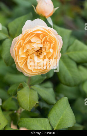 Primo piano di una rosa albicocca - rosa Roald Dahl di David Austin Roses, Regno Unito Foto Stock