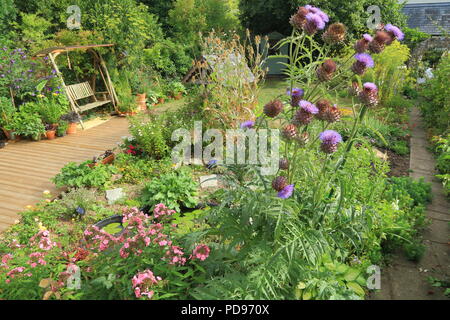 Teste di fioritura di cardo selvatico e teasel in un giardino Foto Stock