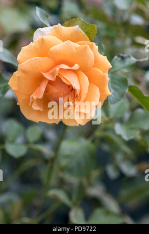 Primo piano di rosa arancione - Rosa 'Raymond Carver', Regno Unito Foto Stock