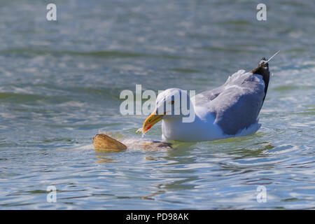 Seagull mangiare un pesce nel Delta del Danubio, Romania Foto Stock