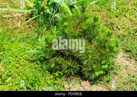 Giovane albero di pino mugo con aghi verde in giardino Foto Stock