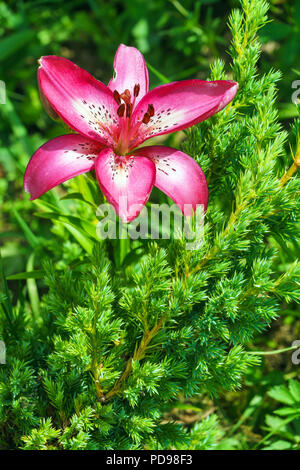 Di un bel colore rosa fiore di giglio e il ginepro in giardino giardino fiorito Foto Stock