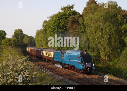 4464 Tarabuso capi lontano da Armathwaite sul Settle & Carlisle 24.5.12 Ferroviarie Foto Stock