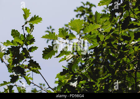 Ghiande cresce su alberi di quercia con un cielo blu sullo sfondo Foto Stock