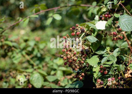 Blackberry boccole con partite di frutti maturi, foglie verdi e rovi in tarda estate/autunno in London REGNO UNITO Foto Stock