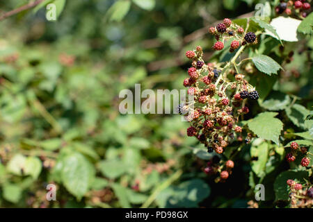 Blackberry boccole con partite di frutti maturi, foglie verdi e rovi in tarda estate/autunno in London REGNO UNITO Foto Stock