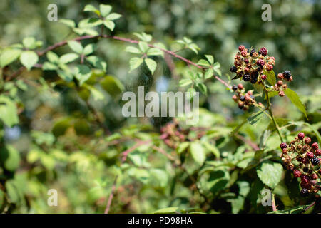 Blackberry boccole con partite di frutti maturi, foglie verdi e rovi in tarda estate/autunno in London REGNO UNITO Foto Stock