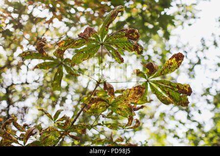 La struttura conker (Ippocastano) potrebbe svanire dalla Gran Bretagna a causa di malattia invasiva e falene. Queste foglie mostrano dei segni di danneggiamento. Foto Stock