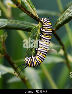 Farfalla monarca caterpillar, Danaus plexippus, alimentando su swamp milkweed, Asclepias incarnata, in un giardino in speculatore, NY USA Foto Stock