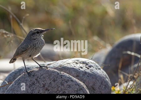 Rock Wren, Pawnee Buttes prateria nazionale, Colorado US. Foto Stock