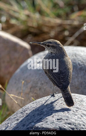 Rock Wren, Pawnee Buttes prateria nazionale, Colorado US. Foto Stock