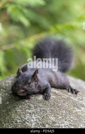 Nero Grigio orientale scoiattolo (Sciurus carolinensis) appiattisce stesso su una roccia per evitare di essere individuato dai predatori. Foto Stock