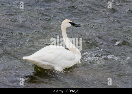 Trumpeter Swan (Cygnus buccinatore) nell'acqua del fiume Madison, il Parco Nazionale di Yellowstone, Wyoming negli Stati Uniti. Foto Stock