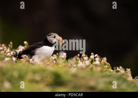 Un puffin nel mezzo di vegetazione lungo la costa di Isola Skomer, Galles Foto Stock