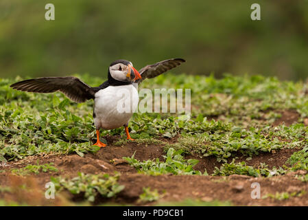 Un puffin nel mezzo di vegetazione lungo la costa di Isola Skomer, Galles Foto Stock