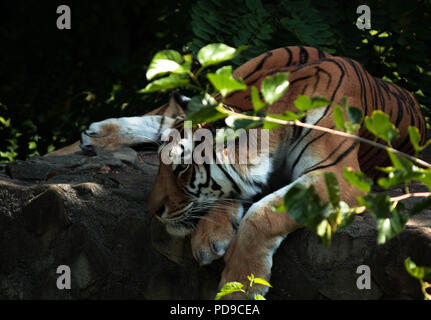 Tigre Siberiana sdraiato Foto Stock