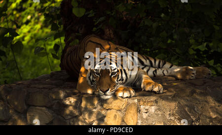 Tigre Siberiana sdraiato Foto Stock