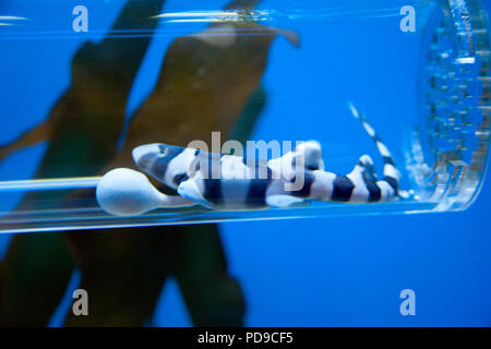 Il squalo Bamboo, Chiloscyllium punctatum, è chiamato anche il marrone-spotted Cat Shark o marrone-nastrare gattucci. Questo bambino è raffigurato in un chiaro arti Foto Stock