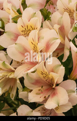 Bella peruviana fiorisce giglio, giglio degli Incas, alstroemeria Foto Stock