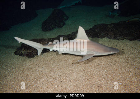 Anche se raramente visto il sandbar shark Carcharhinus plumbeus, è probabilmente la più numerosa di tutte le specie di squalo trovato nelle Hawaii. Foto Stock