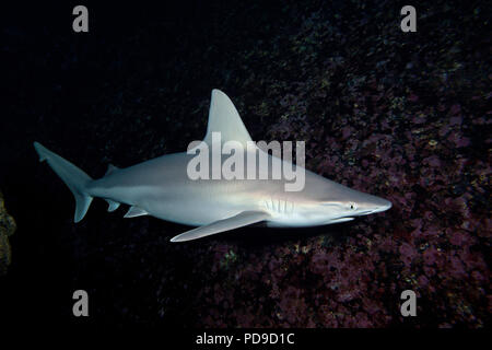 Anche se raramente visto il sandbar shark Carcharhinus plumbeus, è probabilmente la più numerosa di tutte le specie di squalo trovato nelle Hawaii. Foto Stock