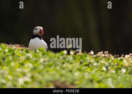 Un puffin nel mezzo di vegetazione lungo la costa di Isola Skomer, Galles Foto Stock