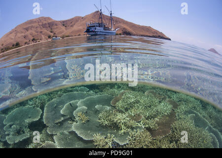 Una bella ancora fragile Coral reef cresce nei bassifondi del Parco Nazionale di Komodo, Indonesia. Questa zona è conosciuta per i suoi draghi e le barriere coralline. Foto Stock