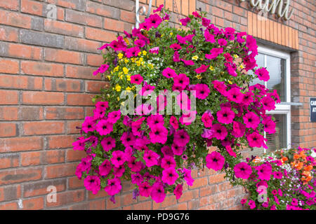 Vibranti fiori estivi in una cesta appesa su un muro di mattoni. Foto Stock