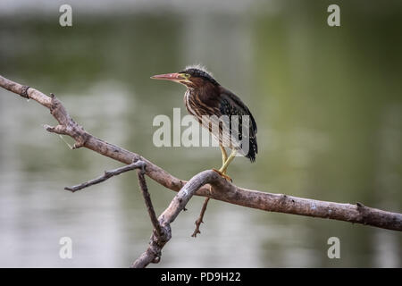 Un verde Heron (Butorides virescens) appollaiato su un ramo del lago Hefner in Oklahoma City Foto Stock