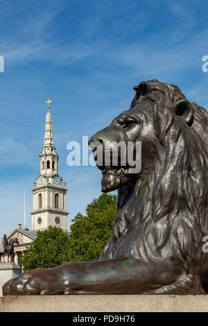 Londra Inghilterra 04 Agosto 2018 Una delle statue di leoni a guardia di Nelson's colonna, con San Martin's nel campo chiesa Foto Stock