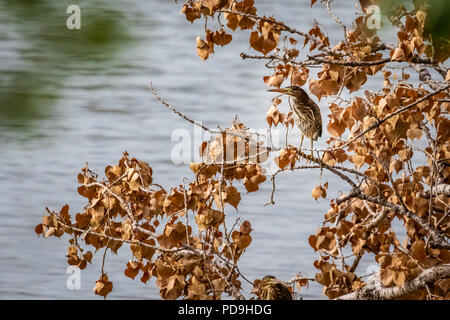 Un verde Heron (Butorides virescens) appollaiato su un ramo del lago Hefner in Oklahoma City Foto Stock