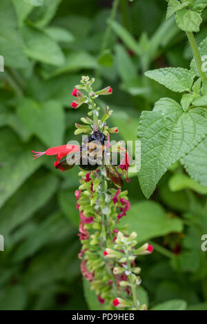 Inquadratura ravvicinata di un calabrone su alimentazione rosso fiori di salvia Foto Stock