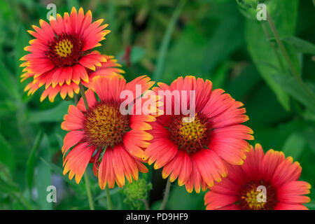 Close-up coperta indiano blumi. Foto Stock