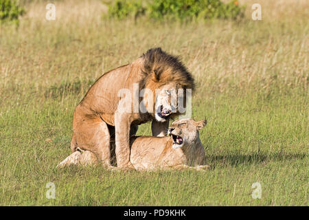 I Lions (Panthera leo), coniugata coppia, il Masai Mara, Narok County, Kenya Foto Stock