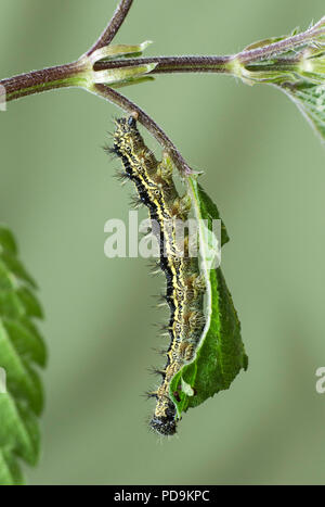 Caterpillar, piccola tartaruga (Aglais urticae), su impianto, Svizzera Foto Stock