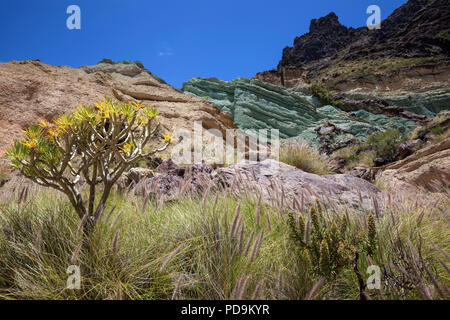 Turchesi strato di roccia los Azulejos De Veneguera, lampreda di erba (Pennisetum alopecuroides) e Balsamo (Euforbia Euphorbia Foto Stock