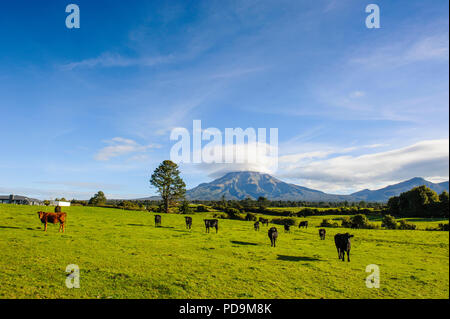 Vacche sul pascolo, in retro Mount Taranaki, Isola del nord, Nuova Zelanda Foto Stock