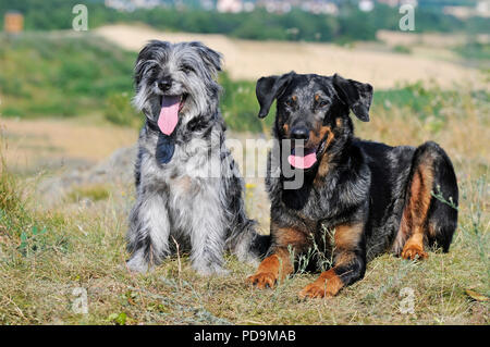 Beauceron, maschio, colore del mantello Arlecchino e Berger des Pyrénées, maschio blue merle, seduti fianco a fianco in un prato, Austria Foto Stock