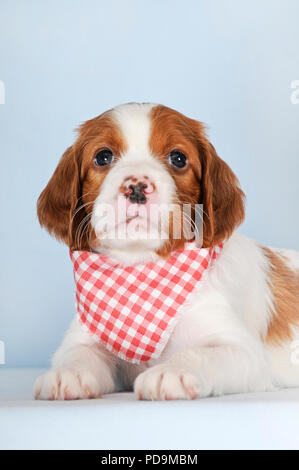 Irish il bianco e il rosso Setter, cucciolo, 8 settimane, giacente in un rosso e bianco a scacchi neckerchief, studio shot, Austria Foto Stock