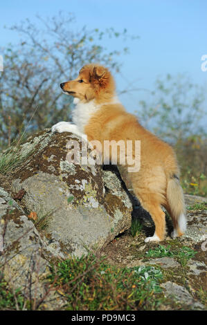Sheltie, sable, cucciolo, 12 settimane, si appoggia sulla roccia, Austria Foto Stock
