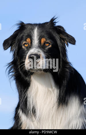 Pastore australiano, tricolore, maschio, animale ritratto, Austria Foto Stock