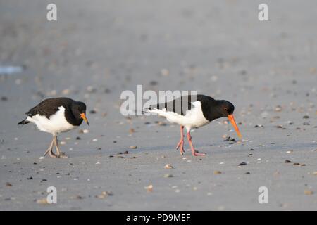 Due Eurasian oystercatcher (Haematopus ostralegus) sulla spiaggia in cerca di cibo, uccello adulto con giovani bird, isola di Föhr Foto Stock