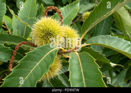 Castanea sativa sweet chestnut Foto Stock