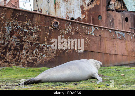 Grande maschio guarnizione di elefante che giace accanto a un abbandono nave balena di Grytviken nella Georgia del sud le isole Foto Stock